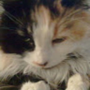 Meet your Posher, Lindsay